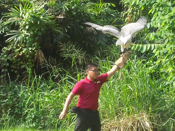 老鷹飛不飛 還要看心情-.- 老鷹飛不飛 還要看心情-.-