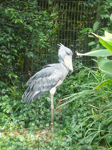 是貴族吧 這隻... 是貴族吧 這隻...