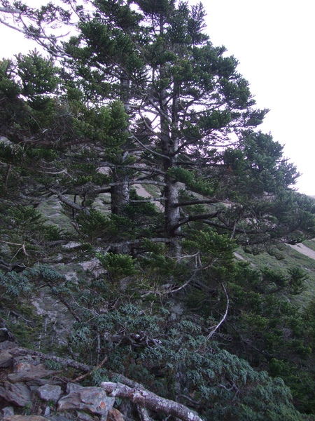 玉山 207.jpg 玉山 207.jpg