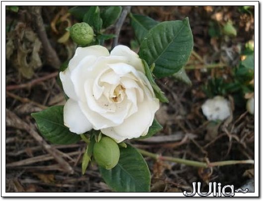 070515梔子花。白花瓣。.jpg