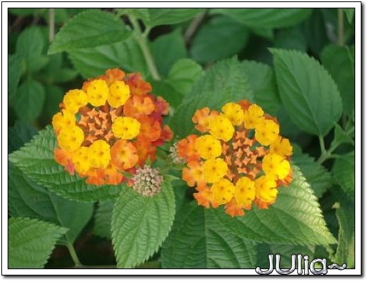 070515梔子花。白花瓣。 (2).jpg