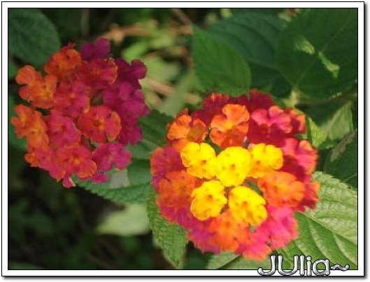 070515梔子花。白花瓣。 (3).jpg