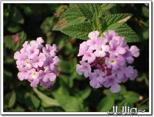 070515梔子花。白花瓣。 (5).jpg