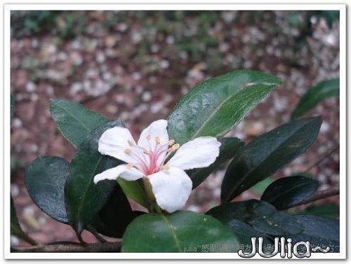 070430賞桐第一站。齋明寺古道 (2).jpg 070430賞桐第一站。齋明寺古道 (2).jpg