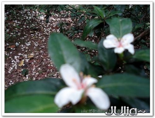 070430賞桐第一站。齋明寺古道 (3).jpg 070430賞桐第一站。齋明寺古道 (3).jpg
