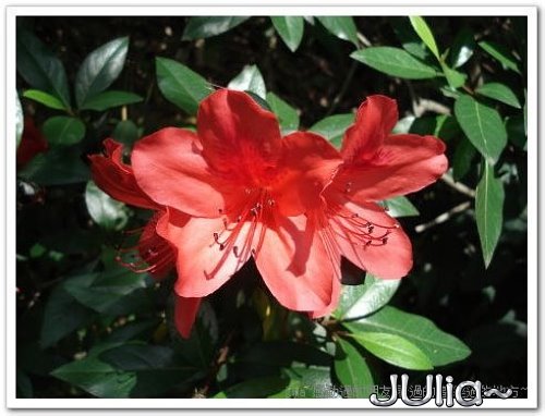 070430賞桐第一站。齋明寺古道 (5).jpg 070430賞桐第一站。齋明寺古道 (5).jpg