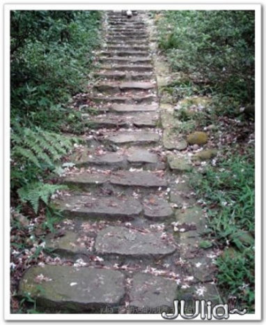 070430賞桐第一站。齋明寺古道 (8).jpg 070430賞桐第一站。齋明寺古道 (8).jpg