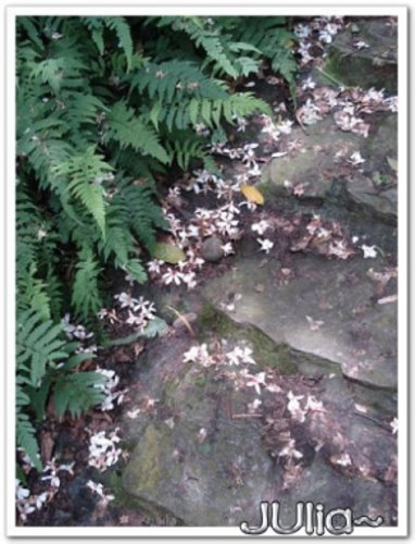 070430賞桐第一站。齋明寺古道 (9).jpg 070430賞桐第一站。齋明寺古道 (9).jpg