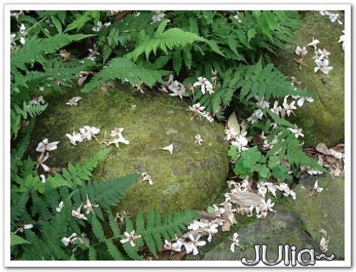070430賞桐第一站。齋明寺古道 (11).jpg 070430賞桐第一站。齋明寺古道 (11).jpg