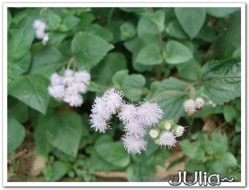 070430賞桐第一站。齋明寺古道 (12).jpg 070430賞桐第一站。齋明寺古道 (12).jpg