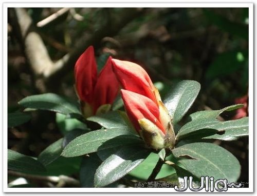 070430賞桐第一站。齋明寺古道 (13).jpg 070430賞桐第一站。齋明寺古道 (13).jpg