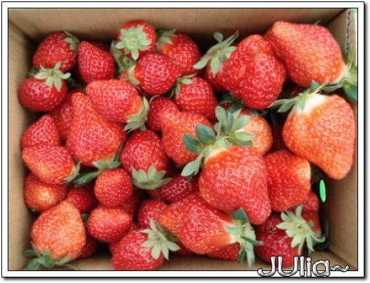 070327(苗栗)大湖採草莓.jpg 070327(苗栗)大湖採草莓.jpg