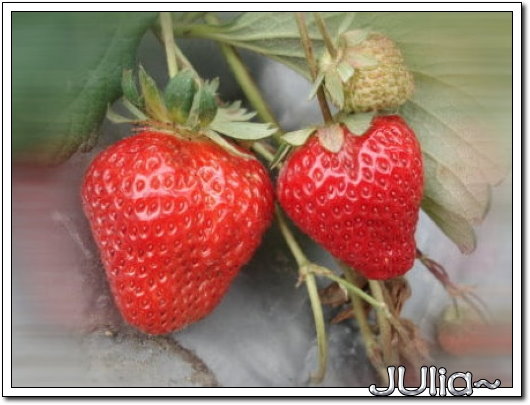 070327(苗栗)大湖採草莓 (4).jpg 070327(苗栗)大湖採草莓 (4).jpg