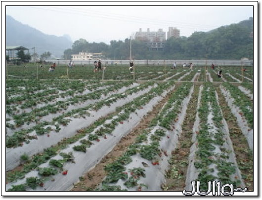 070327(苗栗)大湖採草莓 (5).jpg 070327(苗栗)大湖採草莓 (5).jpg