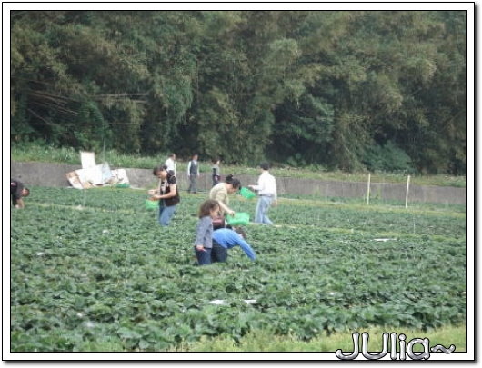 070327(苗栗)大湖採草莓 (6).jpg 070327(苗栗)大湖採草莓 (6).jpg