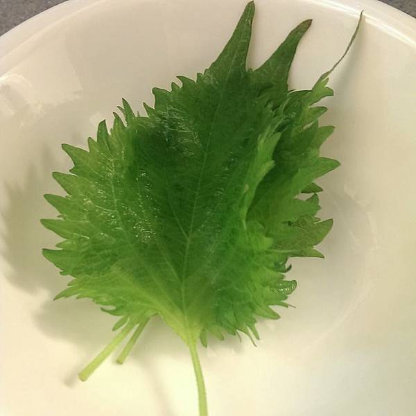 10926420_1019681268058842_2211275080982559338_n 10926420_1019681268058842_2211275080982559338_n