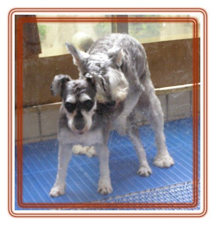 20060529 甜甜的處女 20060529 甜甜的處女