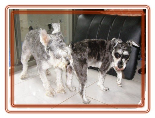 20060529 甜甜的處女 20060529 甜甜的處女