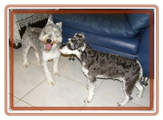 20060529 甜甜的處女 20060529 甜甜的處女