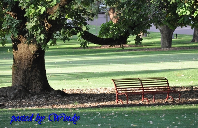 綠意盎然的King Park 綠意盎然的King Park