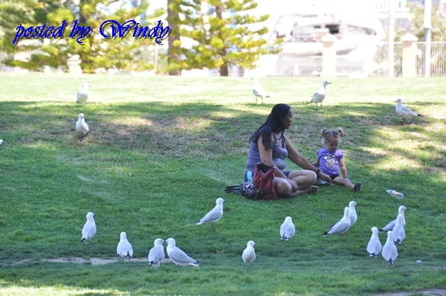 午餐有海鳥共伴 午餐有海鳥共伴