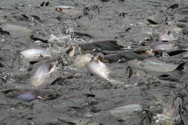 餵魚 by warran.jpg