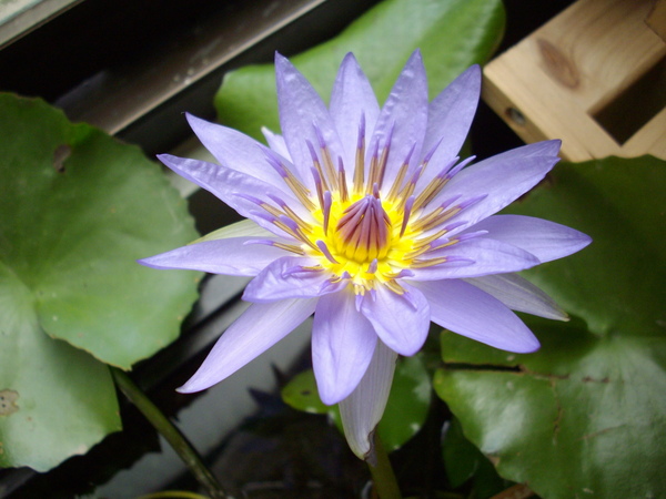魚夫夫蓮花 魚夫夫蓮花