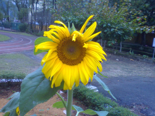 太陽花 太陽花