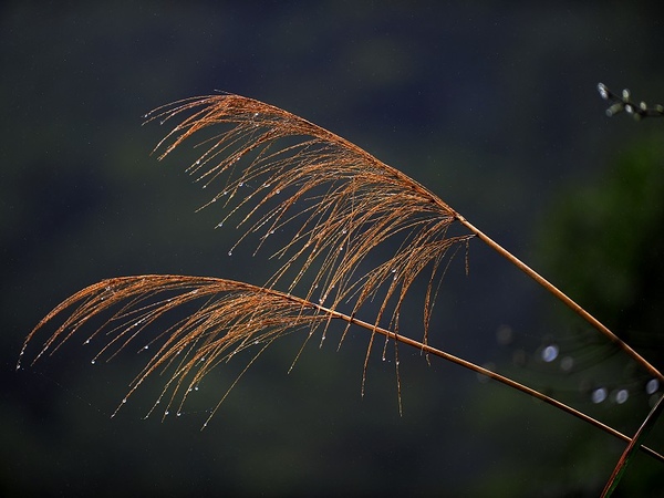 20090228TNY_0043-1.jpg 20090228TNY_0043-1.jpg