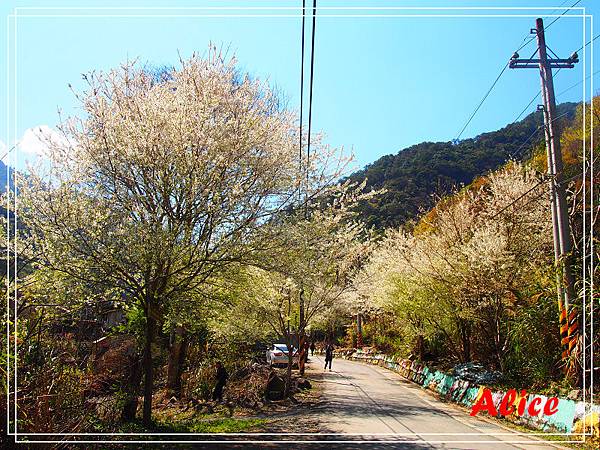 秀巒控溪部落白櫻02.jpg