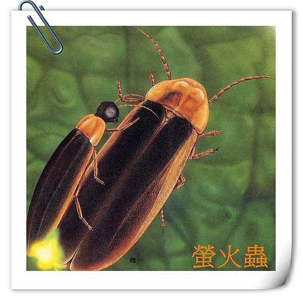認識昆蟲的世界 幸福洋溢ing 痞客邦
