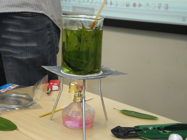 煮樹葉.JPG 煮樹葉.JPG