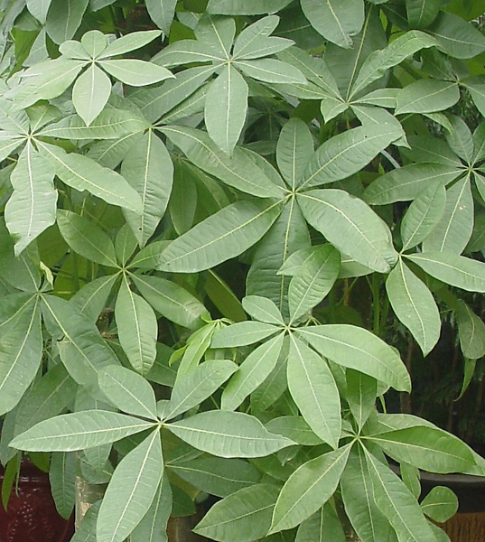 馬拉巴利.jpg 馬拉巴利.jpg