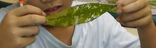 葉脈書籤1.JPG 葉脈書籤1.JPG