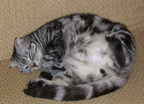 cat1.png cat1.png
