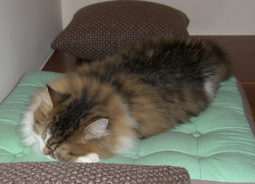 cat2.png cat2.png