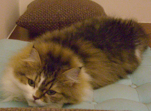cat3.png cat3.png