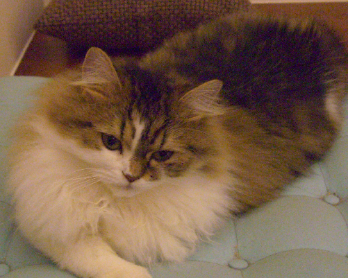 cat4.png cat4.png