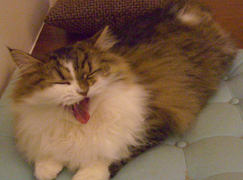 cat5.png cat5.png