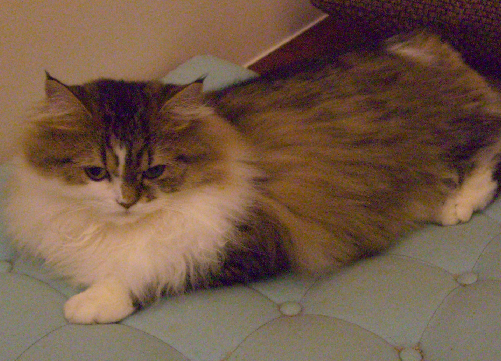 cat6.png cat6.png