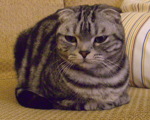 cat7.png cat7.png