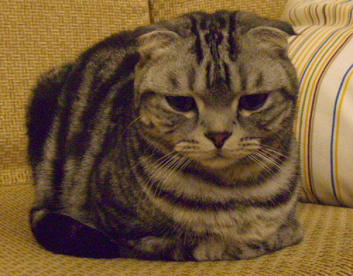 cat8.png cat8.png