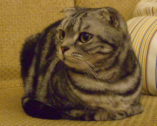 cat9.png cat9.png