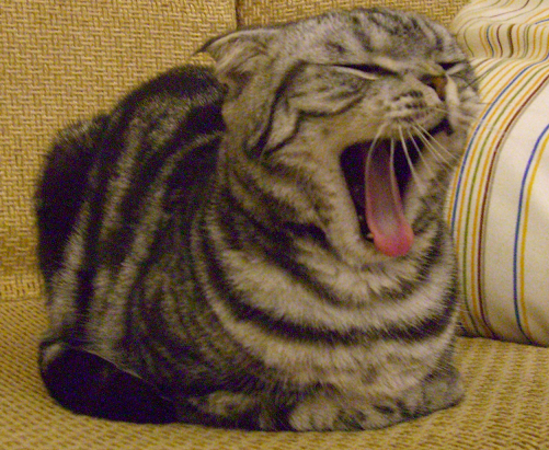 cat10.png cat10.png