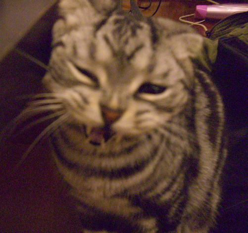 cat11.png cat11.png