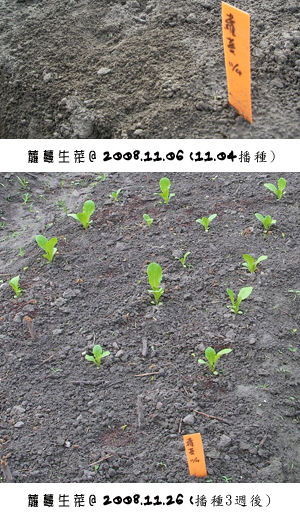 蘿曼生菜1106-1126.jpg