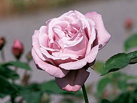 yWp8KLVD_zDbNadaNM1Znw