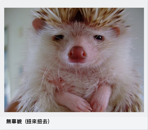 無辜貌(扭來扭去)