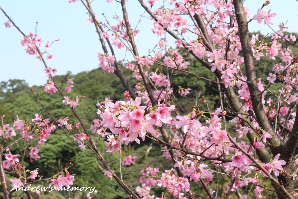 20150217 三芝櫻花季 - 漫天飛舞的櫻紅隧道，三芝櫻木花道。 @ I'M Possible :: 痞客邦 PIXNET ::