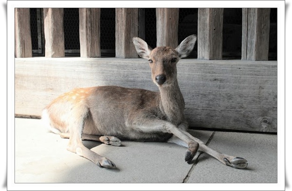 06東大寺鹿01_大家好我就是那苦主鹿.jpg